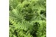 Polypodium vulgare 