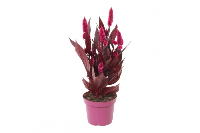 Celosia dark shades Celosia Mystic Shades | No sleeve/etiket 1 pp 3 bl 