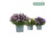 Campanula port. ambella mix addenda 