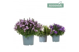 Campanula port. ambella mix addenda