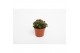 Crassula Schmithii 
