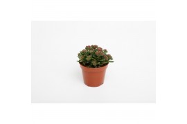 Crassula Schmithii