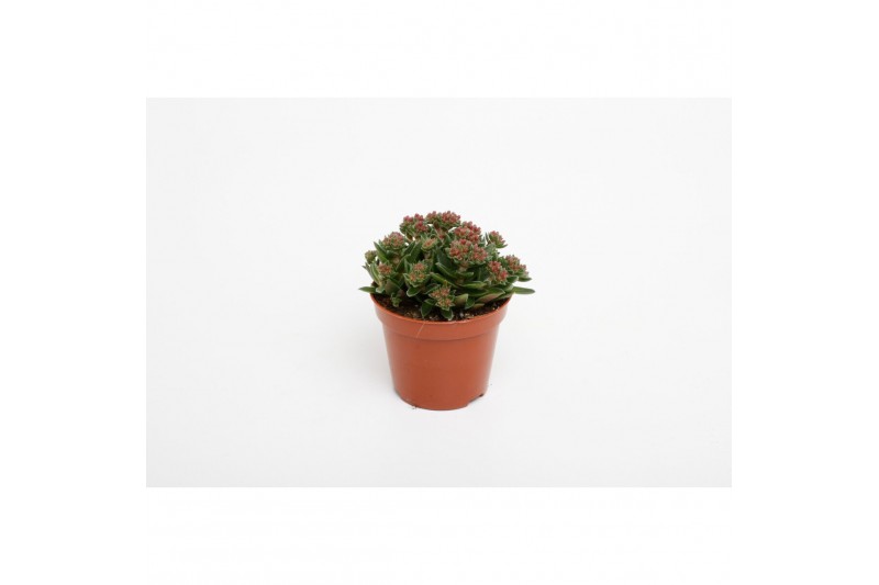 Crassula Schmithii 