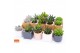 Succulenten mix SuPure® - Succulent mix in Davos 