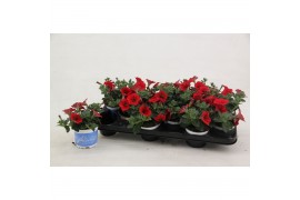 Petunia alpe tunia red Alpetunia® Red 10,5 cm