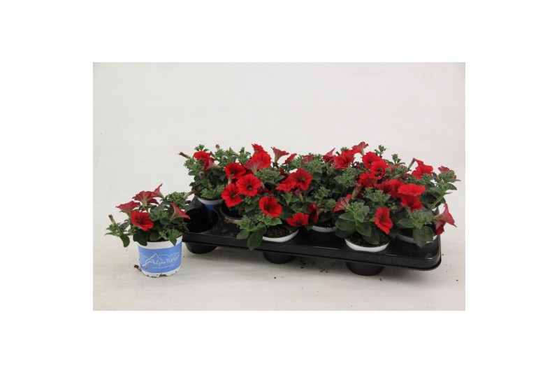 Petunia alpe tunia red Alpetunia® Red 10,5 cm Petunia alpe tunia red Alpetunia® Red 10,5 cm