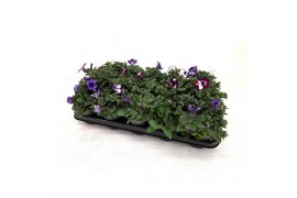 Petunia mixkar Petunia Sky mix