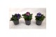 Petunia mixkar Petunia Sky mix 
