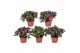 Rhododendron simsii mix Azalea gemengd 11cm 17 cm diameter 2 pp 