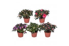Rhododendron simsii mix Azalea gemengd 11cm 17 cm diameter 2 pp