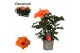 Hibiscus rosa-sinensis sunny lucca Decorum oranje 