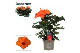 Hibiscus rosa-sinensis sunny lucca Decorum oranje
