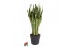 Sansevieria trifasciata laurentii 