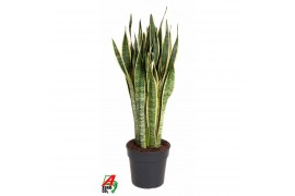 Sansevieria trifasciata laurentii