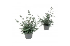 Eucalyptus cinerea