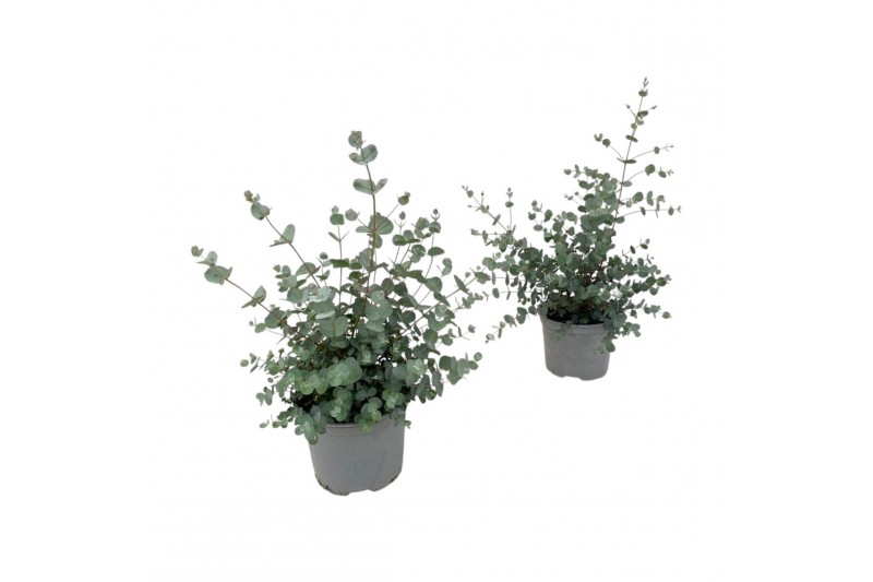 Eucalyptus cinerea 
