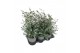 Eucalyptus cinerea 