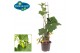 Cucumis sativus komkommer pick&joy snack cucumber 