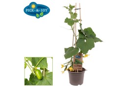 Cucumis sativus komkommer pick&joy snack cucumber