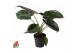 Alocasia wentii 