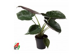 Alocasia wentii