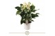 Anthurium andr. white champion 