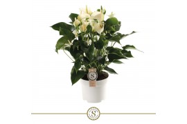Anthurium andr. white champion