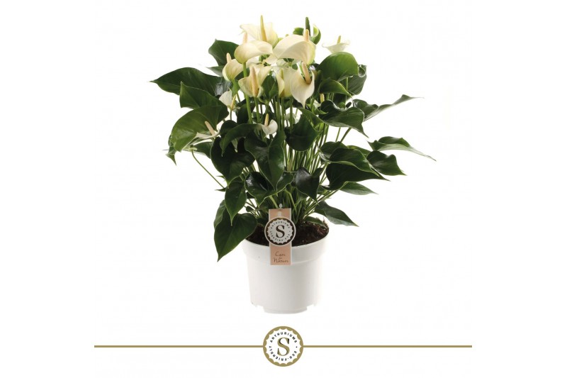 Anthurium andr. white champion 