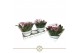 Anthurium andr. zizou table schaal 