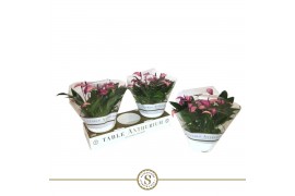 Anthurium andr. zizou table schaal