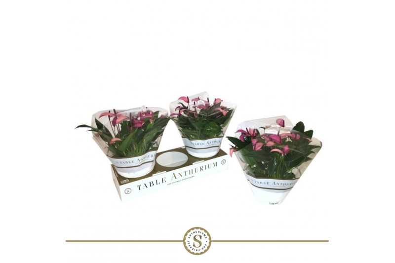 Anthurium andr. zizou table schaal 