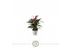 Anthurium andr. zizou 3 bl. 
