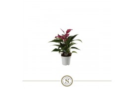 Anthurium andr. zizou 3 bl.
