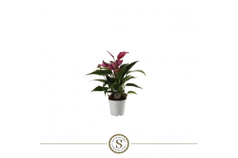 Anthurium andr. zizou 3 bl. 