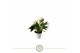 Anthurium andr. white champion 3 bl. 