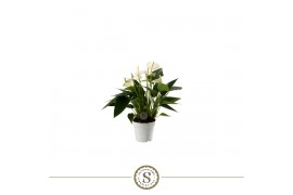 Anthurium andr. white champion 3 bl.