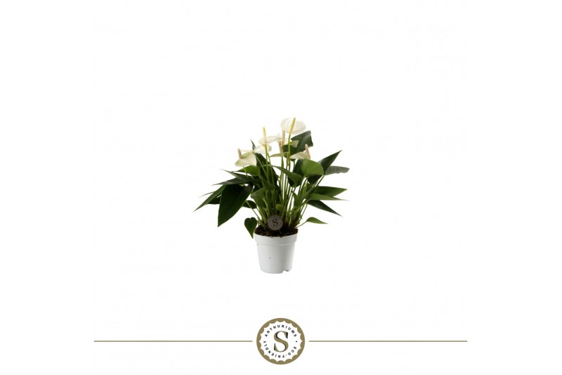 Anthurium andr. white champion 3 bl. 