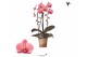 Phalaenopsis elegant cascade 2 tak niagara fall orange kolibri orchids 