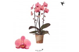 Phalaenopsis elegant cascade 2 tak niagara fall orange kolibri orchids