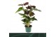 Anthurium andr. essencia 5 bloem 