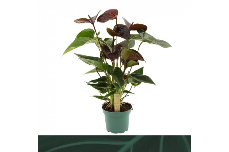 Anthurium andr. essencia 5 bloem 