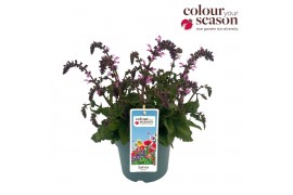 Salvia pratensis Salvia Pretty in Pink