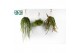 Rhipsalis hang mix 