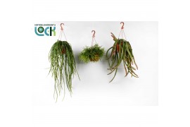 Rhipsalis hang mix