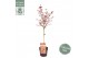 Acer palmatum shaina 