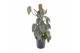 Philodendron brandtianum mosstok 
