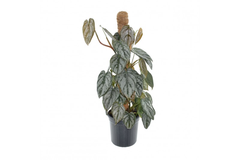 Philodendron brandtianum mosstok 