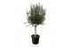 Olea europaea Olea Cultivo 50cm 