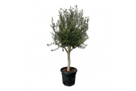 Olea europaea Olea Cultivo 50cm
