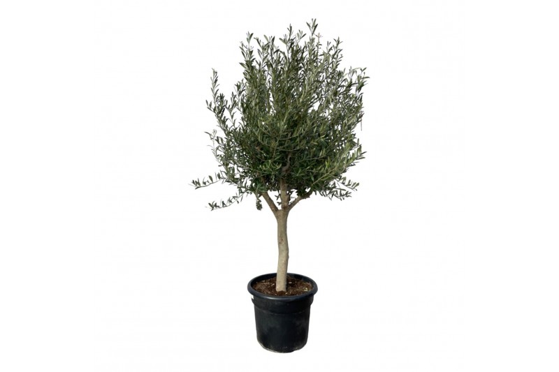 Olea europaea Olea Cultivo 50cm 